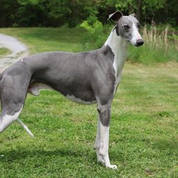 Flint - Whippet