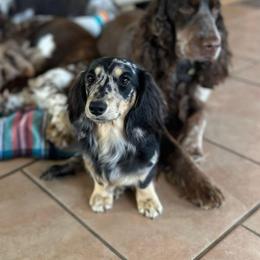 Mabel - Dachshund