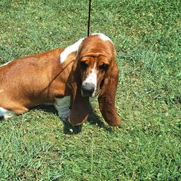 Nova - Basset Hound