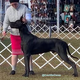 Great Danes from EverAfter Danes