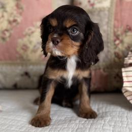 Cocoa - Chocolate female Cavalier King Charles Spaniel puppy in Beckley, West Virginia from By Design Doodles