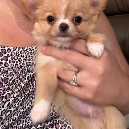 Chihuahua Puppies from Blissful’s Chihuahuas