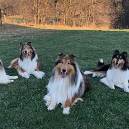 Collies from CrossRoads Collies