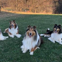 Collies from CrossRoads Collies