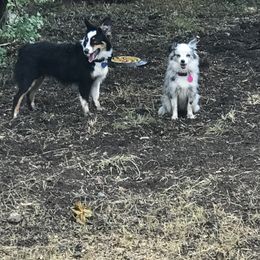 Toy Australian Shepherd All Grown Up from The Ranch of the Sun Toy Aussies