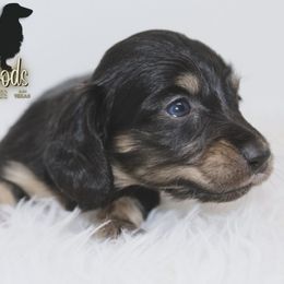 Dachshund Puppies from Piney Woods Miniature Dachshunds