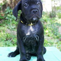 Cane Corso Puppies from Harlow Cane Corso