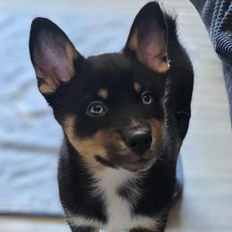 Sosa - Black and white male Pomsky puppy in Omaha, Nebraska from Wolfpack Pomskies