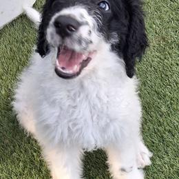 Snoop Dogg 'Snoopy' - Black and white male Bernedoodle puppy in Henderson, Colorado from Huggable Bernedoodles of Colorado LLC