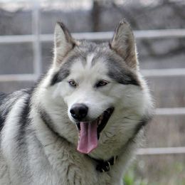 Lyla - Alaskan Malamute