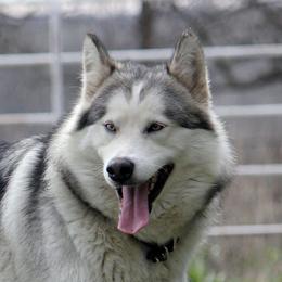 Lyla - Alaskan Malamute