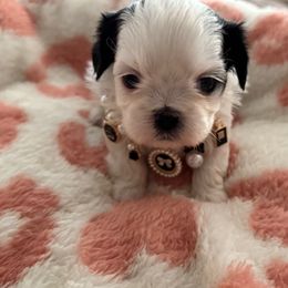 Miss Gucci - Black and white Shih Tzu puppy in Kent, Washington from Exclusively Shih Tzu's LLC