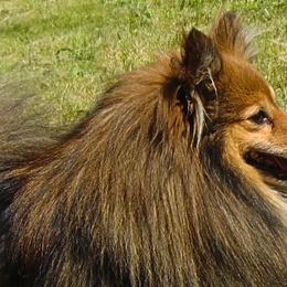 Shetland Sheepdogs and Toy Shetland Sheepdogs from Elaraia Shetland Sheepdogs