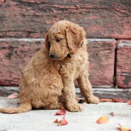 Onyx - Black collar - Red  male Goldendoodle puppy in Puyallup, Washington from Dawnie’s Doodles