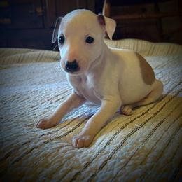 Valentine - White and fawn female Whippet puppy in Oneida, Tennessee from Saving Grace