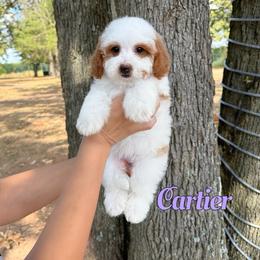 Cartier - Red female Bernedoodle puppy in Mount Vernon, Missouri from PoodlelyDoodlely