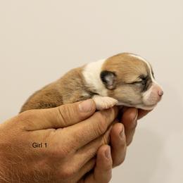 Girl 1 - Red female Pembroke Welsh Corgi puppy in Narvon, Pennsylvania from Corgi Companions (license number 18998)