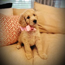 Pink collar- Marina - Apricot female Goldendoodle puppy in Silsbee, Texas from Barkley Lane Doodles LLC