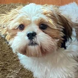 Shih Tzus from Sweet Peach Georgia Shih Tzu