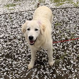 Violet - Maremma Sheepdog puppy in Kings County, California from Prancing Pony Farm Maremma Sheepdogs