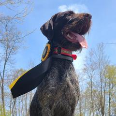 German Wirehaired Pointers from Black Creek GWP