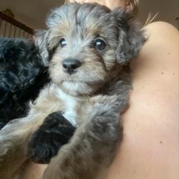 Maple - Merle female Goldendoodle puppy in Eaton, Ohio from Dezi’s Sonshine Doodles