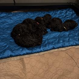 Poodle Puppies from Risa Poodles