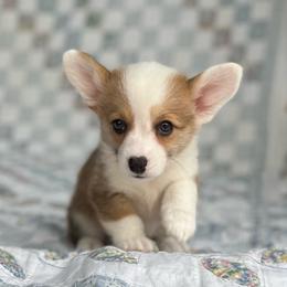 Rory - White and red female Pembroke Welsh Corgi puppy in Hope, Arkansas from Foxy Knoll Farm