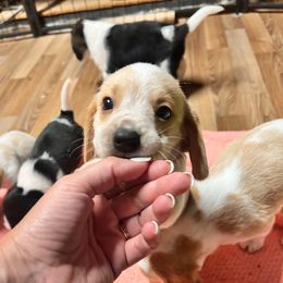 Boy 4 - Lemon and white male Beagle puppy in Corfu, New York from Lead The Way Kennel LLC