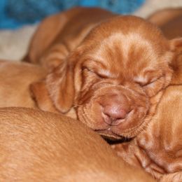 Girl 6 - Golden rust Vizsla puppy in Frederick, South Dakota from High Trail Connection