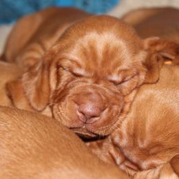 Girl 6 - Golden rust Vizsla puppy in Frederick, South Dakota from High Trail Connection