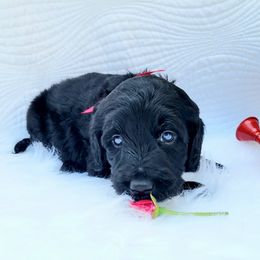 Labradoodle Puppies from 101 Labradoodles