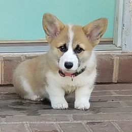 Pembroke Welsh Corgi Puppies from Ranch Hand Corgis
