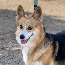 Chassis - Pembroke Welsh Corgi
