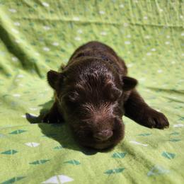 Moonstar - Liver female German Shepherd puppy in Los Lunas, New Mexico from Mali's German Shepherds LLC