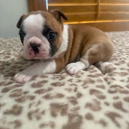 Black mask red fawn boy - Red male Boston Terrier puppy in Madera Acres, California from Muggin Bostons Terriers and Mini Dachshund