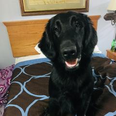 Adam - Flat-Coated Retriever