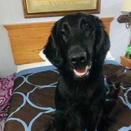 Adam - Flat-Coated Retriever