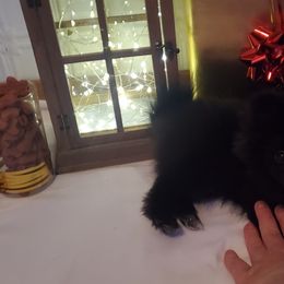 "Female : Liquorice 16 Dec 2023" Pomeranian Puppies from Fancy Paws Pomeranian