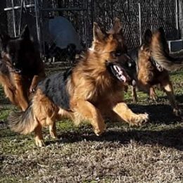 German Shepherds from Ocoee Valley German Shepherd Dogs