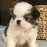 Boy 2 - Sable and white male Japanese Chin puppy in Sandstone, Minnesota from Peaceful Garden Cavaliers