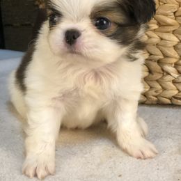Boy 2 - Sable and white male Japanese Chin puppy in Sandstone, Minnesota from Peaceful Garden Cavaliers