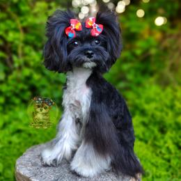 Korean Elio - Black & tan tri-color male Maltipoo puppy in Barren Springs, Virginia from Seeking Shalom Acres Maltese, Maltipoos & Havamalts
