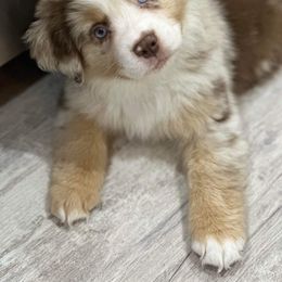 Miniature Australian Shepherd Puppies from Triple Branch Aussies