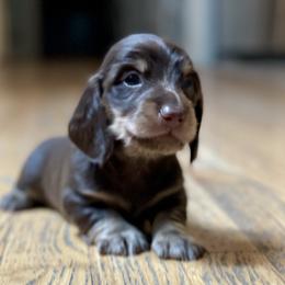 Dachshund Puppies from Devoted Doxies - DLL