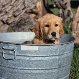 Light pink girl - Cream Goldendoodle puppy in Riggins, Idaho from Deep Canyon Puppies