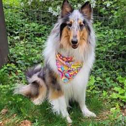 Collie All Grown Up from Grace Mountain Collies