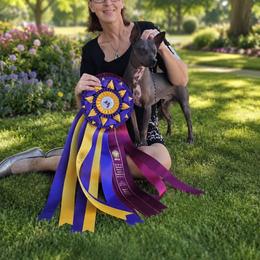 American Hairless Terrier and Pembroke Welsh Corgi All Grown Up from Flipside Dogs