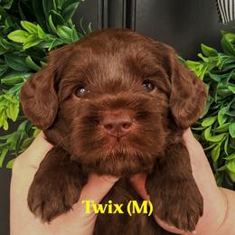 Twix - Chocolate male Australian Labradoodle puppy in Silver Spring, Maryland from Potomac Australian Labradoodles