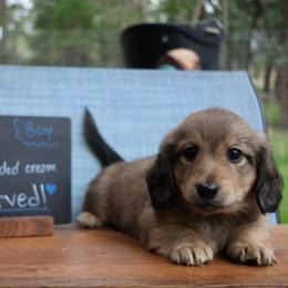 Snoopy (Blue collar) - Cream male Dachshund puppy in Prospect, Oregon from Spunky Sausage Pups